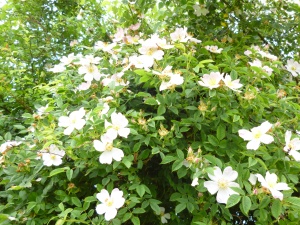 Hedge roses